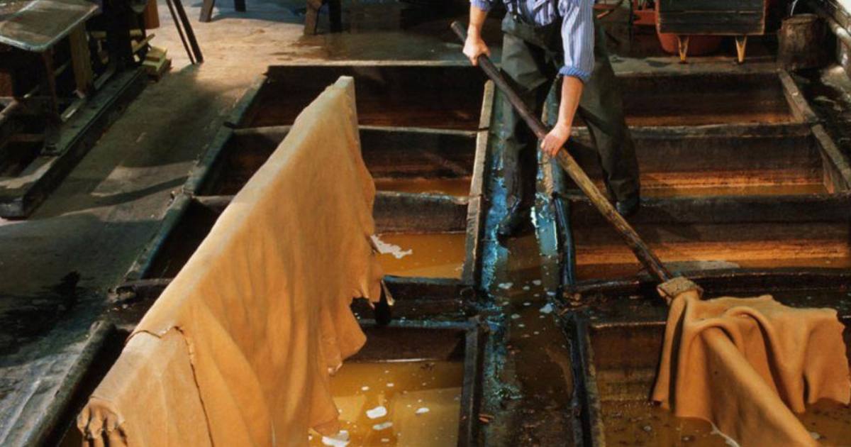 Vegetable tanning process for full grain leather